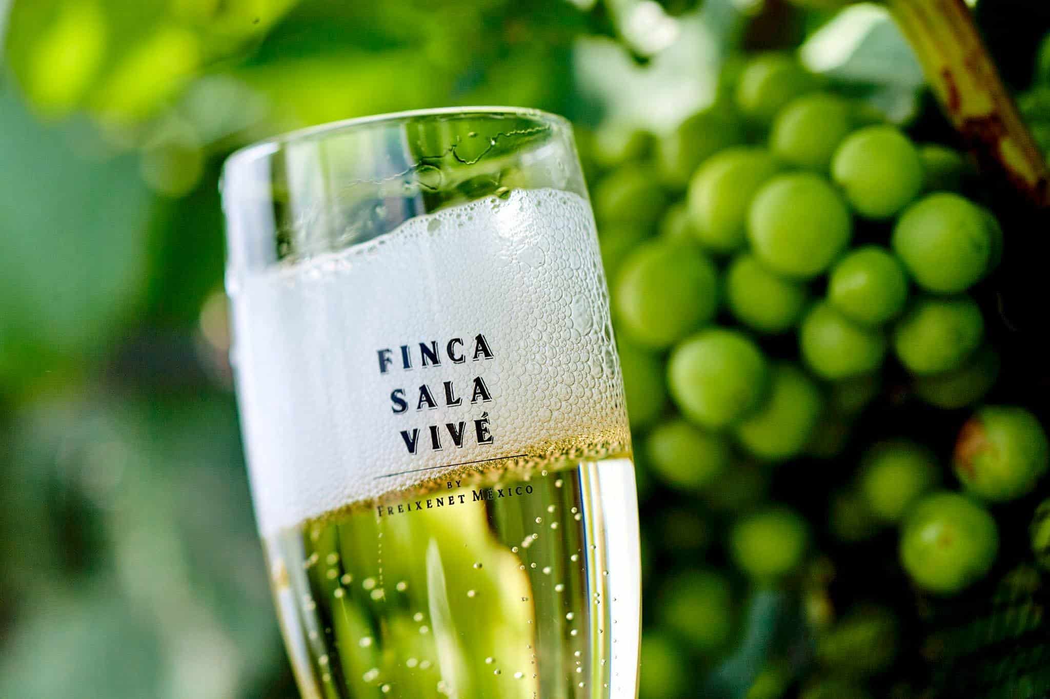 DISFRUTA LAS FIESTAS DE LA VENDIMIA CON FINCA SALA VIVÉ BY FREIXENET MÉXICO