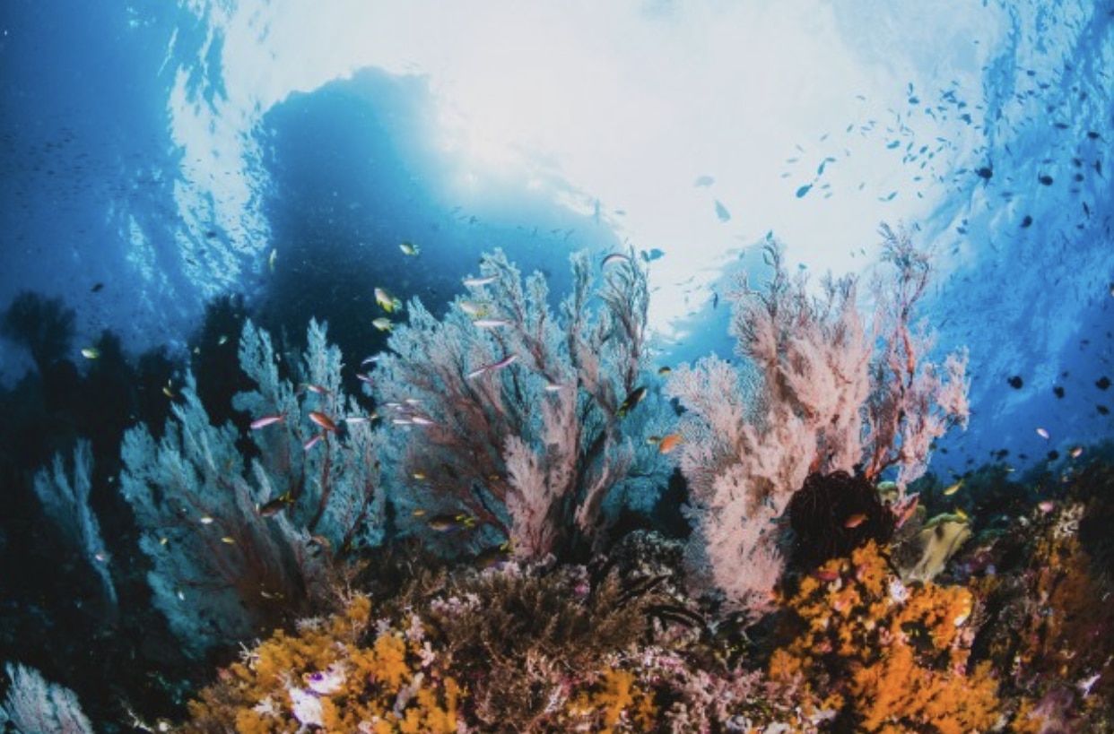 DESCUBREN ARRECIFE DE CORAL MÁS GRANDE QUE UN RASCACIELOS EN AUSTRALIA